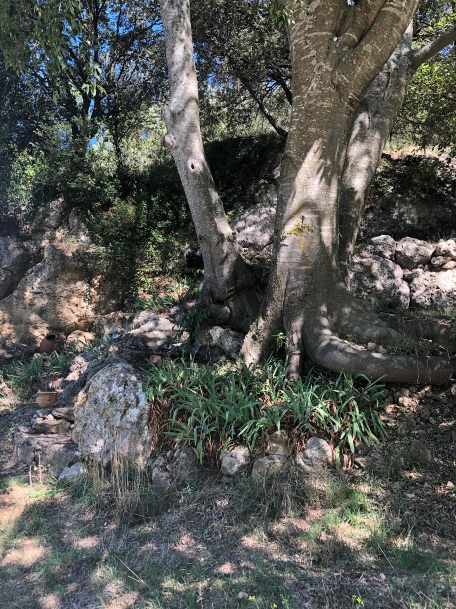 L'Olivier Fleurie Barjols Βίλα Εξωτερικό φωτογραφία